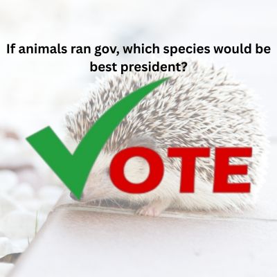 Which species would be best president