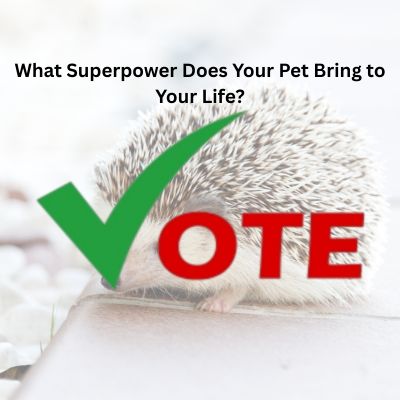 Your Pet Bring to Your Life
